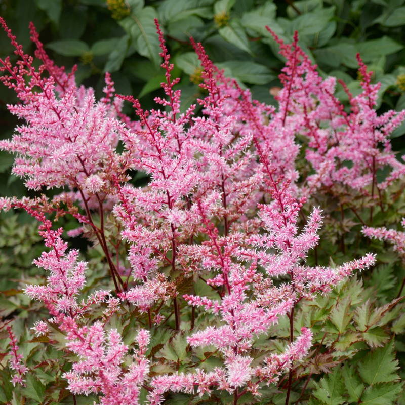 Pink astilbe flowers in a shade garden